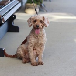 Olivia/Cavapoo									Puppy/Female	/8 Weeks,Hi I’m Olivia, a very cute Cavapoo puppy with a sweet personality and a heart full of love! I have a soft, fluffy coat and bright, expressive eyes that make me impossible to resist. I’m playful, curious, and love exploring my surroundings. I enjoy spending time with people, playing with toys, and getting lots of cuddles and attention. With my gentle nature and loving personality, I will make a wonderful companion and bring so much joy to my new family.