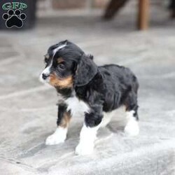 Brody/Cavapoo									Puppy/Male	/February 10th, 2026,Brody is doing Fabulous, Very playful, Socialized and ready for his forever home, Call, Text or Email to schedule a meet, You can schedule a meeting here at our home or Virtually via Facetime or Google meet.