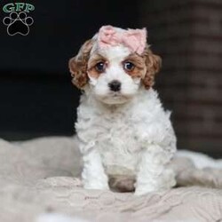 Daisy/Cockapoo									Puppy/Female	/11 Weeks,Meet the most darling F1B Cockapoo named Daisy! This girl is the definition of sweet and lovable—always ready to greet people with tail wags and snuggles. She has a playful side too, especially when there’s a toy involved or a new spot to explore. With her soft, wavy coat and warm eyes, she knows exactly how to melt hearts. Whether it’s joining in on adventures or curling up for a cozy nap, this little one may just be the perfect little sidekick for your family!