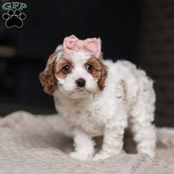 Daisy/Cockapoo									Puppy/Female	/11 Weeks,Meet the most darling F1B Cockapoo named Daisy! This girl is the definition of sweet and lovable—always ready to greet people with tail wags and snuggles. She has a playful side too, especially when there’s a toy involved or a new spot to explore. With her soft, wavy coat and warm eyes, she knows exactly how to melt hearts. Whether it’s joining in on adventures or curling up for a cozy nap, this little one may just be the perfect little sidekick for your family!