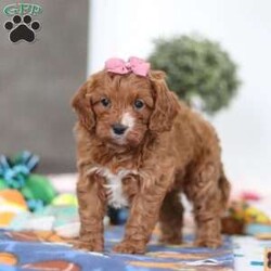 Brielle/Cavapoo									Puppy/Female	/6 Weeks,Meet Brielle—your soon-to-be best friend! This darling Cavapoo puppy is full of sweetness, charm, and a whole lot of love. With her soft, fluffy coat, bright curious eyes, and irresistible little face, she’s sure to capture your heart instantly. Brielle adores attention and spends her days happily playing, exploring, and snuggling up for cozy naps. Her affectionate, cheerful personality makes her the perfect companion, and she’ll gladly follow you wherever you go, always ready to share love and cuddles. If you’re searching for a loyal, playful pup to fill your home with joy, Brielle could be the perfect match!