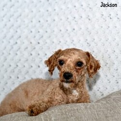 Stacey/Westiepoo									Puppy/Female	/9 Weeks,These lovable Westiepoo puppies are searching for caring, loving homes where they will be treasured companions. Raised in a nurturing environment, they are well socialized and used to daily interaction, making them friendly, confident, and eager to be around people. Their sweet, playful personalities and adorable appearance make them hard to resist.