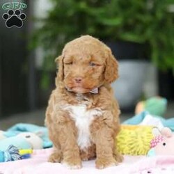 Benny/Mini Goldendoodle									Puppy/Male	/6 Weeks,Introducing Benny, an adorable Mini Goldendoodle puppy—full of personality and ready to melt your heart! He’s the perfect blend of the Golden Retriever’s gentle nature and the Poodle’s intelligence. Goldendoodles are well known for their affectionate, loyal, and playful spirit, making them wonderful companions for families or individuals alike. Whether it’s romping in the yard, going for a walk, or curling up for a nap, he’ll be happiest just being by your side. These pups are also quick learners who thrive on love, attention, and plenty of interaction!