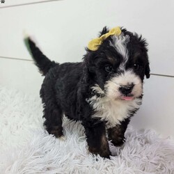 Britt/Bernedoodle									Puppy/Female	/8 Weeks,Britt is a sweet little girl looking for a summer playmate.She is very energetic and the funny one in the litter! Is up to date on all vaccinations and wormer .Parents have both been health tested and are clear Please feel free to call or text for more info.