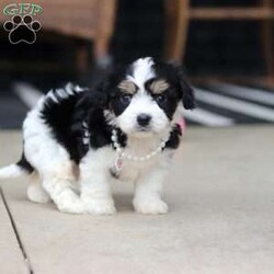 Queen/Cavachon									Puppy/Female	/6 Weeks,Say hello to Queen, our sweet little Cavachon girl! She’s got the softest coat and the most loving personality. Cavachons are a mix between a Cavalier King Charles Spaniel and a Bichon Frise, and they’re known for being super affectionate, gentle, and great with just about everyone.