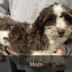 Max/Havanese									Puppy/Male	/9 Weeks,Hello there! I’m Max a beautiful Chocolate Havanese puppy! These puppies have a Mom that weighs around 11 pounds and Dad weighs around 12 pounds! Max is the perfect addition to any family. Don’t miss the opportunity to bring home this delightful Havanese puppy! I’m well socialized with children and ready to fit into your family! I would love to fill your home with all of my  puppy love! I have been vet checked, microchipped and I am up to date on vaccinations and dewormings and will come with a one year genetic health guarantee. Call or text anytime to make me the newest addition to your family and get ready to spend a lifetime of tail wagging fun! 