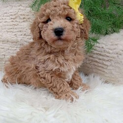 River/Bich-Poo									Puppy/Male	/9 Weeks,Meet River! An adorable Bichpoo puppy! He loves cuddles and all the attention! And is up to date on vaccines, and deworming. He has had a vet check done to make sure he’s in good health. For more information call or text Mary Sue. A $200 deposit will reseve him and is nonrefundable. We have shipping options available at an additional cost. 