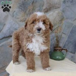Jewel/Mini Aussiedoodle									Puppy/Female	/13 Weeks,Say hello to this adorable Mini-Aussiedoodle puppy! The mother, Angie is also a Mini-Aussiedoodle and the father, Ranger is a Mini-Poodle! Each puppy comes up to date on shots and dewormer, and is also vet checked. They also each come with a 30-day health guarantee. To learn more about our puppies, contact us today!