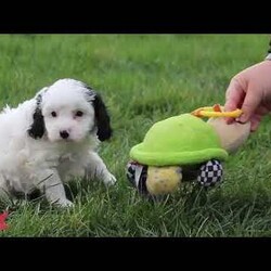 Mason/Cavapoo									Puppy/Male	/7 Weeks,Hi, I’m Mason! I’m a tiny bundle full of love and curiosity. I’m a F1 Cavapoo with the sweetest little face and the softest coat—perfect for cozy snuggles by the fireplace. I’m full of energy but gentle at heart, and I love spreading joy wherever I go. Every little adventure feels like a celebration to me! With my loving personality, I’m sure to brighten any home. I’m eager to learn, I love being around people, and I’ll quickly become your loyal best friend who fits right into your heart and home.