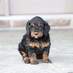 Reese/Cavapoo									Puppy/Female	/February 22nd, 2026,Reese is a sweetheart raised with the kind of love and care that a puppy needs for a great start in life! She also enjoys special diet for optimal health. Call, text or email to schedule your meet with this sweet girl! (we also offer facetime meetings)