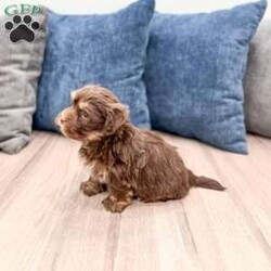 Max/Havanese									Puppy/Male	/9 Weeks,Hello there! I’m Max a beautiful Chocolate Havanese puppy! These puppies have a Mom that weighs around 11 pounds and Dad weighs around 12 pounds! Max is the perfect addition to any family. Don’t miss the opportunity to bring home this delightful Havanese puppy! I’m well socialized with children and ready to fit into your family! I would love to fill your home with all of my  puppy love! I have been vet checked, microchipped and I am up to date on vaccinations and dewormings and will come with a one year genetic health guarantee. Call or text anytime to make me the newest addition to your family and get ready to spend a lifetime of tail wagging fun! 