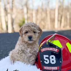 Austin/Mini Goldendoodle									Puppy/Male	/8 Weeks,Hello, my name is Austin, and i’m an adorable little mini golden doodle! I’m playful and sweet! I love to snuggle and give kisses! Me and my siblings love to spend time playing and napping in the living room! I will be ready for my new and loving home April 2 and I will be up to date with deworming and my first shot! I come with record of this, a sample of food, a security blanket, and a toy! Will you adopt me?
