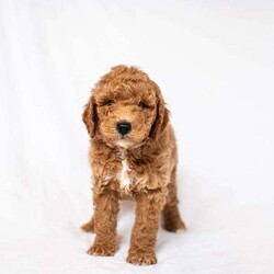 Daffodil/Miniature Poodle									Puppy/Male	/February 3rd, 2026,Meet Daffodil and AKC registered mini poodle. Spring is a wonderful time to add a fluffy little friend to your family. Daffodil is a calm cuddly puppy. He is microchipped, up to date on wormer, flea and tick control. Vaccinated and checked by our veterinarian. He is also family raised in our home. Your new puppy comes with a leash, collar, and a starter baggie of puppy food. Call us today to take home your new best friend.