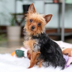 Trevor/Yorkie									Puppy/Male	/14 Weeks,Meet Trevor, the most darling little ACA Yorkshire Terrier you’ll ever encounter! With his soft, black & tan coat and twinkling eyes, she’s a picture of pure charm. He boasts a spunky yet sweet personality, he loves cozy snuggles as much as he does active play sessions. Yorkies are often described as loyal, intelligent and feisty dogs; despite their tiny size, they have big personalities and tend to steal the spotlight with their confident demeanor. He is the perfect blend of affection and sass, making his an irresistible companion for anyone lucky enough to welcome his into their home!