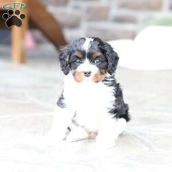 Navy/Cavapoo									Puppy/Female	/February 15th, 2026,Navy the Cavapoo, call, text or email to schedule a meet, she will grow to around 15 pounds with a beautiful non shed coat