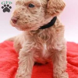 Charlie/Mini Labradoodle									Puppy/Male	/5 Weeks,Hello! We have a few beautiful mini labradoodle puppies available. Theybwill be about 20-25lbs. They will come fully vet checked, utd on shots and health guarantee! Pre loved and spoiled is a promise!! Ready to go home April 25. If you decide you want to reserve one I’ll send you a contract and we can move forward. I’m in Lexington park md willing to travel for a fee. 