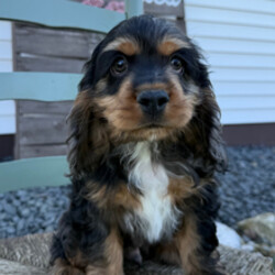 Adopt a dog:Steward//Female/January 4, 2026,Hi, I'm Steward! I'm a 13-week-old male Cocker Spaniel with a beautiful black & tan coat, born on January 4. I am ready now to plan my trip to my forever family. Once I reach my adult size, I'm expected to weigh between 20–35 lbs. I'm AKC registered. The bond that we'll build, of love and affection, will make a lifelong partnership and an unforgettable connection.
