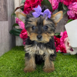 Adopt a dog:Kona//Female/January 18, 2026,Hi, I'm Kona! I'm an 11-week-old female Yorkshire Terrier with a beautiful black & tan coat, born on January 18. I'll be ready to go home to my forever family after April 12, once I'm grown enough to leave my litter. When I reach my adult size, I should weigh between 3–6 lbs. I'm AKC registered. I'm ready to be your loyal companion through thick and thin.