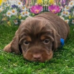 Adopt a dog:Adam//Female/March 11, 2026,Hi, I'm Adam! I'm a 4-week-old male Dachshund with a beautiful chocolate & tan coat, born on March 11. I'll be ready to go home to my forever family after May 6, once I'm grown enough to leave my litter. I'm AKC registered. My playful nature will keep you smiling all day long.