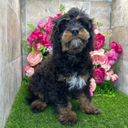 Adopt a dog:Hugo//Female/November 16, 2025,Hi, I'm Hugo! I'm a 20-week-old male Cavapoo. My dad is a Poodle and my mom is a Cavalier King Charles Spaniel. I have a beautiful black & tan coat, and I was born on November 16. I am ready now to plan my trip to my forever family. Once I reach my adult size, I'm expected to weigh between 12–16 lbs. I'm ICA registered. I can't wait to share my puppy love and silly quirks with you.