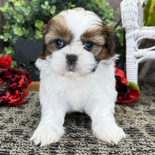 Adopt a dog:Vanessa//Female/February 7, 2026,Hi, I'm Vanessa! I'm an 8-week-old female Shih Tzu with a beautiful brindle & white coat, born on February 7. I'll be ready to go home to my forever family after April 11, once I'm grown enough to leave my litter. When I reach my adult size, I should weigh between 10–12 lbs. I'm AKC registered. I can't wait to be your best friend and cuddle buddy for life.