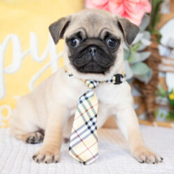 Adopt a dog:Eeyore//Female/January 4, 2026,Hi, I'm Eeyore! I'm a 13-week-old male Pug with a beautiful fawn coat, born on January 4. I am ready now to plan my trip to my forever family. Once I reach my adult size, I'm expected to weigh between 18–20 lbs. I'm AKC registered. I can't wait to bring my big puppy heart and wagging tail into your home.