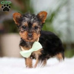Trevor/Yorkie									Puppy/Male	/14 Weeks,Meet Trevor, the most darling little ACA Yorkshire Terrier you’ll ever encounter! With his soft, black & tan coat and twinkling eyes, she’s a picture of pure charm. He boasts a spunky yet sweet personality, he loves cozy snuggles as much as he does active play sessions. Yorkies are often described as loyal, intelligent and feisty dogs; despite their tiny size, they have big personalities and tend to steal the spotlight with their confident demeanor. He is the perfect blend of affection and sass, making his an irresistible companion for anyone lucky enough to welcome his into their home!