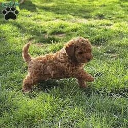Jenny/Cavapoo									Puppy/Female	/8 Weeks,Watch out for this girl– she’ll have you wrapped around her little paw in a heartbeat! Playful as she is pretty, this baby doll loves to cuddle on your lap after a good day of fun in the sun! Jenny will do well one on one, with a couple, or in a family of any size, especially one looking for a sweet little pup who’s looking to love and be loved!