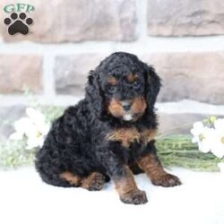 Reese/Cavapoo									Puppy/Female	/February 22nd, 2026,Reese is a sweetheart raised with the kind of love and care that a puppy needs for a great start in life! She also enjoys special diet for optimal health. Call, text or email to schedule your meet with this sweet girl! (we also offer facetime meetings)