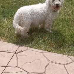 Willow/Bich-Poo									Puppy/Female	/8 Weeks,Meet Willow! An adorable Bichpoo puppy! She loves cuddles and all the attention! And is up to date on vaccines, and deworming. She has had a clear vet check done. For more information call or text Mary Sue. A$200 deposit will reseve her and is nonrefundable. 