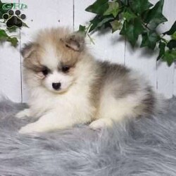 Theo/Pomeranian									Puppy/Male	/8 Weeks,Theo is a sweet pomeranian puppy with a friendly disposition. This cutie is being family raised and is well socialized with children. Theo loves to play and will be so happy to meet you! He has been vet checked and is up-to-date on shots and deworming. To hear more about this wonderful little puppy or to schedule a visit please feel free to give us a call or send us a text and we’ll be happy to help you. 