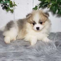 Theo/Pomeranian									Puppy/Male	/8 Weeks,Theo is a sweet pomeranian puppy with a friendly disposition. This cutie is being family raised and is well socialized with children. Theo loves to play and will be so happy to meet you! He has been vet checked and is up-to-date on shots and deworming. To hear more about this wonderful little puppy or to schedule a visit please feel free to give us a call or send us a text and we’ll be happy to help you. 