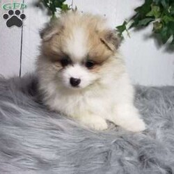 Theo/Pomeranian									Puppy/Male	/8 Weeks,Theo is a sweet pomeranian puppy with a friendly disposition. This cutie is being family raised and is well socialized with children. Theo loves to play and will be so happy to meet you! He has been vet checked and is up-to-date on shots and deworming. To hear more about this wonderful little puppy or to schedule a visit please feel free to give us a call or send us a text and we’ll be happy to help you. 