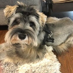 Ace/Miniature Schnauzer									Puppy/Male	/8 Weeks,Stunning brown (chocolate/liver) Miniature Schnauzer boy with a matching brown nose a rare and highly sought-after trait. He has a beautiful triple coat, expressive eyes, and a confident, loving temperament.