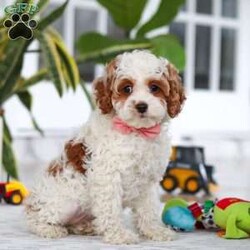 Daisy/Cockapoo									Puppy/Female	/11 Weeks,Meet the most darling F1B Cockapoo named Daisy! This girl is the definition of sweet and lovable—always ready to greet people with tail wags and snuggles. She has a playful side too, especially when there’s a toy involved or a new spot to explore. With her soft, wavy coat and warm eyes, she knows exactly how to melt hearts. Whether it’s joining in on adventures or curling up for a cozy nap, this little one may just be the perfect little sidekick for your family!