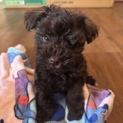 Ace/Miniature Schnauzer									Puppy/Male	/8 Weeks,Stunning brown (chocolate/liver) Miniature Schnauzer boy with a matching brown nose a rare and highly sought-after trait. He has a beautiful triple coat, expressive eyes, and a confident, loving temperament.