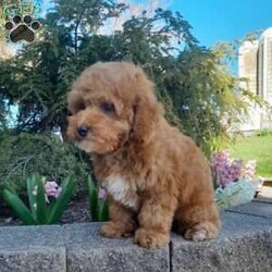 Bradley/Forever									Puppy/Male	/12 Weeks,This is an adorable forever puppy that is looking for his forever home. He is playful, and enjoys playing in the yard. He is up to date on his vaccinations and dewormings, and has been vet checked. Feel free to call with questions, or to set up a time to come visit him. Thanks,