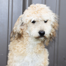 Adopt a dog:Vixon/Aussiedoodle/Female/October 6, 2025,Hi, I'm Vixon! I'm a 28-week-old male Aussiedoodle. My dad is a Poodle and my mom is an Aussiedoodle. I have a beautiful sable coat, and I was born on October 6. I am ready now to plan my trip to my forever family. I can't wait to make every moment with you a special memory.
