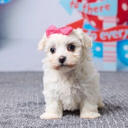 Macy/Havachon									Puppy/Female	/8 Weeks,Meet Macy, a sweet little Havachon puppy ready to find her forever home. She has been vet checked and is up to date on all her shots, giving her a great, healthy start. Macy is playful, loving, and enjoys being around people, making her a perfect fit for a family. Her mom, Snow Ball (a Bichon Frise, 10 lbs), and dad, Barney (a Havanese, 12 lbs), both have gentle, friendly personalities. Macy is ready to fill your home with love, cuddles, and happy moments.