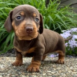 Adopt a dog:Misty/Dachshund/Female/March 18, 2026,Hi, I'm Misty! I'm a 5-week-old female Dachshund with a beautiful chocolate & tan coat, born on March 18. I'll be ready to go home to my forever family after May 13, once I'm grown enough to leave my litter. I'm ACA registered. My tail wags for the thought of being part of a lovely family.