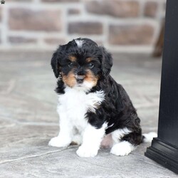 Kinsley/Cavapoo									Puppy/Female	/March 9th, 2026,Kinsley is a sweetheart raised with the kind of love and care that a puppy needs for a great start in life! She also enjoys a special diet for optimal health. Call, text or email to schedule your meet with this sweet girl! (we also offer facetime meetings)