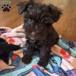 Ace/Miniature Schnauzer									Puppy/Male	/8 Weeks,Stunning brown (chocolate/liver) Miniature Schnauzer boy with a matching brown nose a rare and highly sought-after trait. He has a beautiful triple coat, expressive eyes, and a confident, loving temperament.