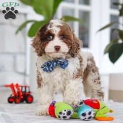 Emmett/Cockapoo									Puppy/Male	/11 Weeks,Introducing an adorable F1 Cockapoo named Emmett! This boy is the definition of sweet and lovable—always ready to greet people with tail wags and snuggles. He has a playful side too, especially when there’s a toy involved or a new spot to explore. With his soft, wavy coat and warm eyes, he knows exactly how to melt hearts. Whether it’s joining in on adventures or curling up for a cozy nap, this little one may just be the perfect little sidekick for your family!