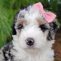 Chloe/Bernedoodle									Puppy/Female	/10 Weeks,Meet Chloe, she is such a stunning little girl! She is more on the shy side but will be happy to cuddle up with you. She loves to play but will be very happy to just have all the attention that she can get! She is up to date on vaccinations and dewormer and will have a final health exam with our veterinarian to ensure excellent health before leaving our home. She is anticipated to be very low shedding, if anything at all. Mom is a Bernese mountain dog around 70 lb and dad is a miniature poodle around 20lb, both parents have completed their genetic test and she will come with a one-year genetic health guarantee. We are estimating her to be around35 to  40 lb at her adult weight. If you are interested in adopting this extremely fluffy and sweet girl please call or text me. If you are not able to come here and meet her, I do have shipping options available.