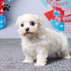 Macy/Havachon									Puppy/Female	/8 Weeks,Meet Macy, a sweet little Havachon puppy ready to find her forever home. She has been vet checked and is up to date on all her shots, giving her a great, healthy start. Macy is playful, loving, and enjoys being around people, making her a perfect fit for a family. Her mom, Snow Ball (a Bichon Frise, 10 lbs), and dad, Barney (a Havanese, 12 lbs), both have gentle, friendly personalities. Macy is ready to fill your home with love, cuddles, and happy moments.