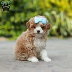 Dolly/Cavapoo									Puppy/Female	/7 Weeks,Meet Dolly! This F1B tiny cavapoo may be small, but her personality is anything but. She’s full of energy, curiosity, and unconditional love—always ready to explore, chase toys, and discover something new. When the day winds down, she’s happiest curled up close, soaking in every cuddle with her sweet, gentle nature. Her petite size makes her even more special, offering the perfect blend of affection, fun, and charm. She’ll make a wonderful companion for families, singles, or anyone looking for a loyal little friend.