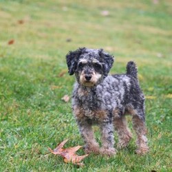 Brodie/Yorkie Poo									Puppy/Male	/10 Weeks,Meet Brodie, a Yorkiepoo puppy with a friendly, easy going temperament. He has a soft coat and an alert, curious expression. Brodie enjoys playing with toys, exploring his surroundings, and spending time with people. He has a good balance of energy and calmness, making his adaptable to different home environments.