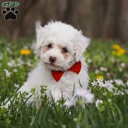 Benji/Bich-Poo									Puppy/Male	/7 Weeks,Meet Benji! He is a Bichapoo puppy with a friendly, affectionate personality and a playful nature. He enjoys time with people, whether that’s playing, exploring, or settling in for some quiet downtime. He’s been well cared for and is off to a good start, showing a nice balance of energy and calmness.