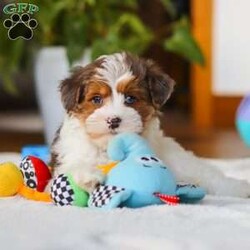 Brodie/Yorkie Poo									Puppy/Male	/10 Weeks,Meet Brodie, a Yorkiepoo puppy with a friendly, easy going temperament. He has a soft coat and an alert, curious expression. Brodie enjoys playing with toys, exploring his surroundings, and spending time with people. He has a good balance of energy and calmness, making his adaptable to different home environments.