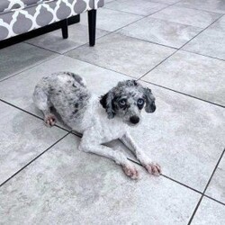 Benji/Bich-Poo									Puppy/Male	/7 Weeks,Meet Benji! He is a Bichapoo puppy with a friendly, affectionate personality and a playful nature. He enjoys time with people, whether that’s playing, exploring, or settling in for some quiet downtime. He’s been well cared for and is off to a good start, showing a nice balance of energy and calmness.